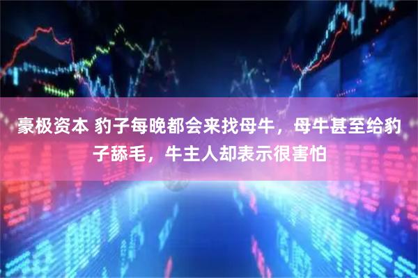 豪极资本 豹子每晚都会来找母牛,母牛甚至给豹子舔毛,牛主人却表示很害怕